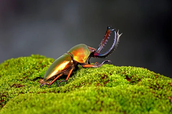 锯齿甲虫 Lamprima Adolphinae 是在新几内亚和巴布亚发现的一种鹿科甲虫 世界上最有名的宠物昆虫之一 异国宠物 — 图库照片