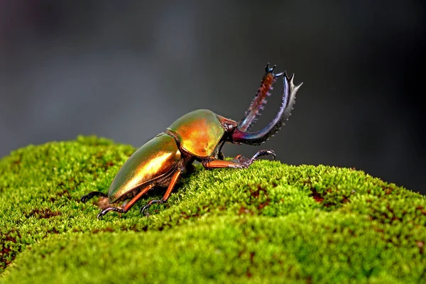 Lamprima Adolphinae Est Une Espèce Amphibiens Famille Des Lucanidae Des — Photo