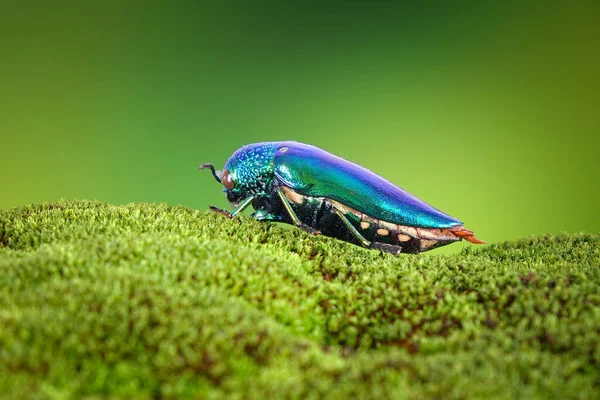 宝石甲虫或金属木虫 世界上最美丽的昆虫之一 其艳丽的色彩和灿烂的金属色彩来自泰国的森林 — 图库照片