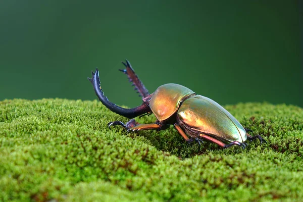 Lamprima Adolphinae Una Especie Coleóptero Familia Lucanidae Uno Los Insectos — Foto de Stock