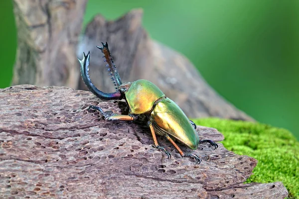 Sawtooth Beetle (Lamprima adolphinae), Yeni Gine ve Papua 'da bulunan bir erkek geyik böceği türüdür. Dünyanın en ünlü evcil hayvanlarından biri. Egzotik hayvanlar.
