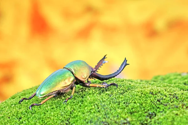 Sawtooth Beetle Lamprima Adolphinae Species Stag Beetle Lucanidae Family Found — Stock Photo, Image