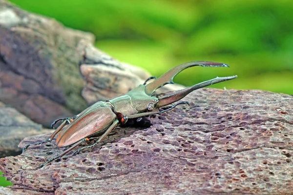 猪甲虫 Cyclommatus Metallifer 是金丝虫科的一个属 美丽的甲虫 金光闪闪的身躯 是世界上最有名的异国情调宠物和令人敬畏的宠物之一 — 图库照片