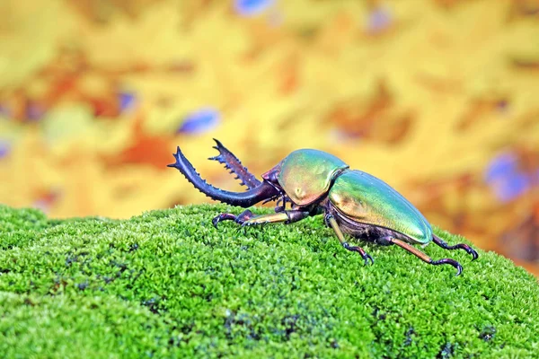 Lamprima Adolphinae Uma Espécie Insetos Coleópteros Polífagos Pertencente Família Lucanidae — Fotografia de Stock