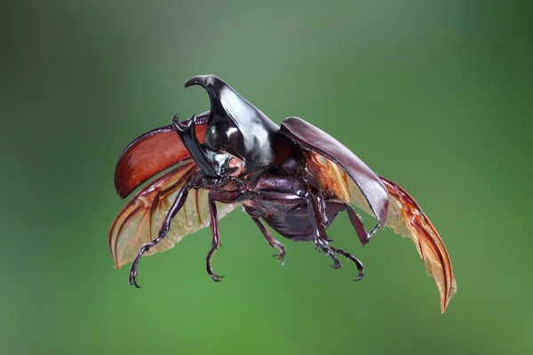 Siamese Rhinoceros Beetle Xylotrupes Gideon Fighting Beetle Particularly Known Its — Stock Photo, Image