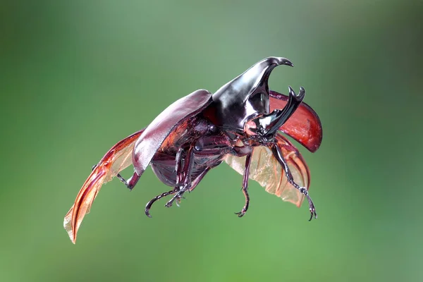 暹罗犀牛甲虫 Siamese Rhinoceros Beetle Xylotrupes Gideon 或战斗甲虫 Fighting Beetle 令人敬畏的宠物的新趋势 — 图库照片