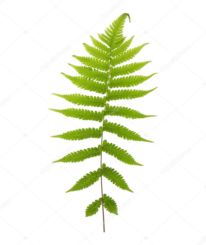 Tropical green fern leaf isolated on white background