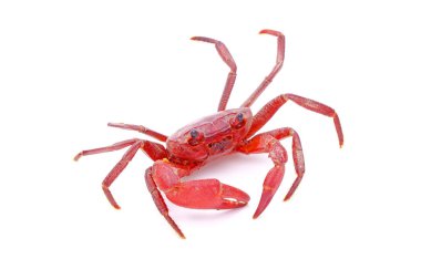 Red land crab (Phricotelphusa limula) (Male), One of world most beautiful fresh water crabs, native only in Phuket island, Thailand. Its also known as Fire-Red crabs or waterfalls crab. Rare,Isolated