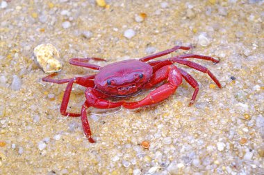Red land crab (Phricotelphusa limula)(Male) One of world most beautiful fresh water crabs, native only in Phuket island, Thailand. Also known as Fire-Red crabs or waterfalls crab. Exotic pet, rare.