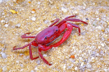 Red land crab (Phricotelphusa limula)(Male) One of world most beautiful fresh water crabs, native only in Phuket island, Thailand. Also known as Fire-Red crabs or waterfalls crab. Exotic pet, rare.