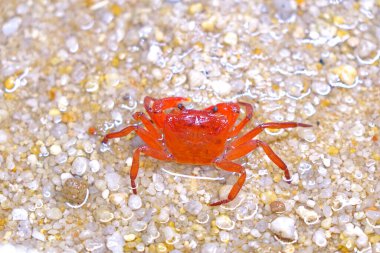 Red land crab (Phricotelphusa limula)(Female) One of world most beautiful fresh water crabs, native only in Phuket island, Thailand.Also known as Fire-Red crabs or waterfalls crab. Exotic pet, rare.