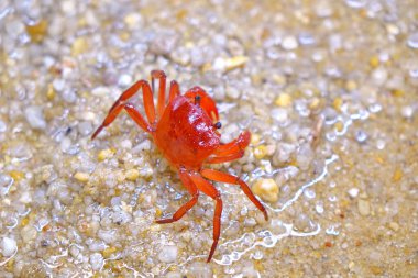 Red land crab (Phricotelphusa limula)(Female) One of world most beautiful fresh water crabs, native only in Phuket island, Thailand.Also known as Fire-Red crabs or waterfalls crab. Exotic pet, rare.