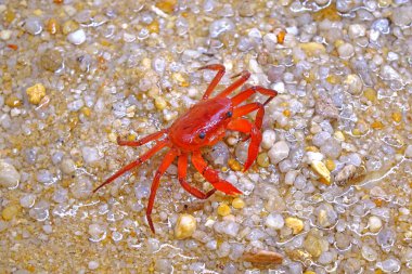 Red land crab (Phricotelphusa limula)(Female) One of world most beautiful fresh water crabs, native only in Phuket island, Thailand.Also known as Fire-Red crabs or waterfalls crab. Exotic pet, rare.