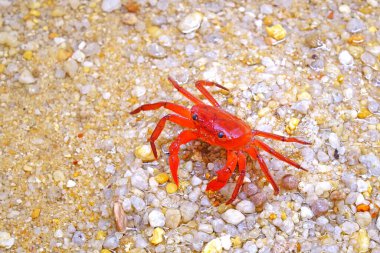 Red land crab (Phricotelphusa limula)(Female) One of world most beautiful fresh water crabs, native only in Phuket island, Thailand.Also known as Fire-Red crabs or waterfalls crab. Exotic pet, rare.
