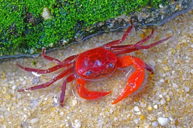 Red land crab (Phricotelphusa limula)(Male) One of world most beautiful fresh water crabs, native only in Phuket island, Thailand. Also known as Fire-Red crabs or waterfalls crab. Exotic pet, rare.