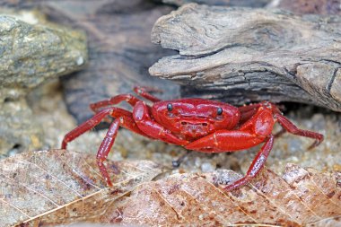 Red land crab (Phricotelphusa limula)(Male) One of world most beautiful fresh water crabs, native only in Phuket island, Thailand. Also known as Fire-Red crabs or waterfalls crab. Exotic pet, rare.