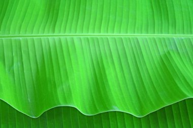 Fresh banana leaf for background