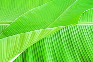 Fresh banana leaf for background