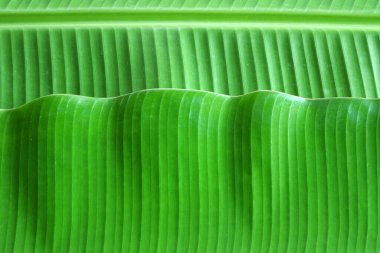 Fresh banana leaf for background