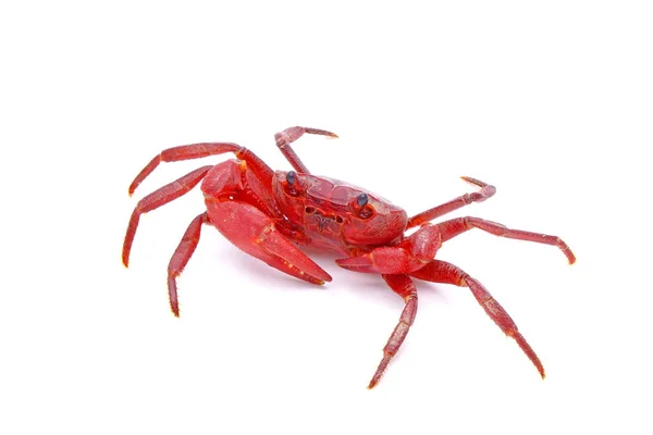 Red Land Crab Phricotelphusa Limula Male One World Most Beautiful — Stockfoto