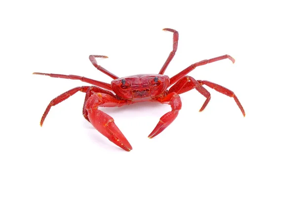 Red Land Crab Phricotelphusa Limula Male One World Most Beautiful — Stockfoto