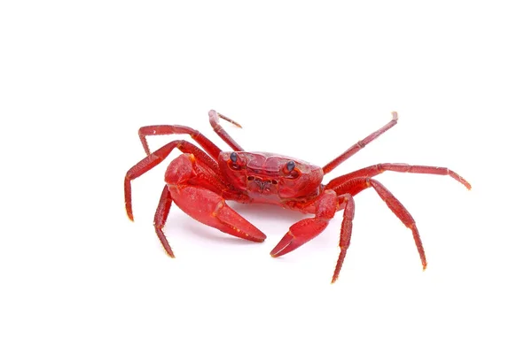 Red Land Crab Phricotelphusa Limula Male One World Most Beautiful — Photo