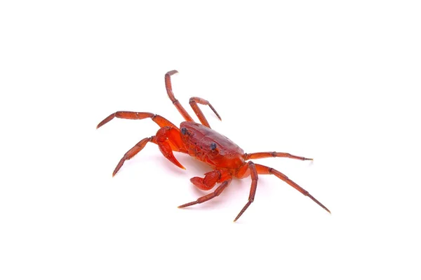 Red Land Crab Phricotelphusa Limula Female One World Most Beautiful — Stock Photo, Image