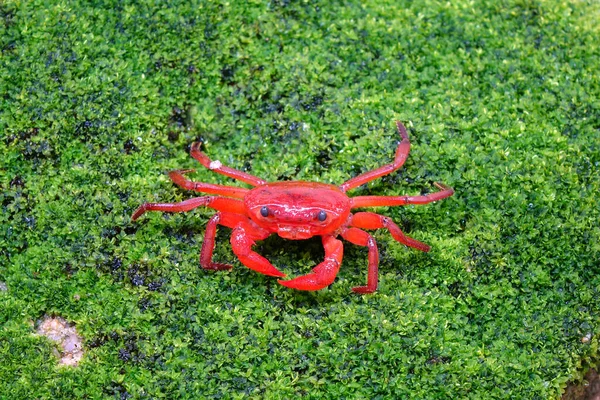 Red Land Crab Phricotelphusa Limula 世界で最も美しい淡水カニの1つで タイのプーケット島だけに生息しています エキゾチックなペット 珍しい — ストック写真