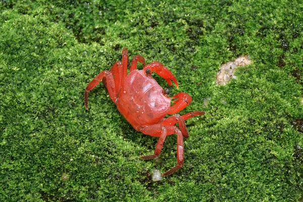 Red Land Crab Phricotelphusa Limula Female One World Most Beautiful — Stockfoto