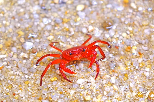 Rote Landkrabbe Phricotelphusa Limula Weiblich Eine Der Schönsten Süßwasserkrebse Der — Stockfoto