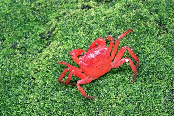 Red Land Crab Phricotelphusa Limula Female One World Most Beautiful — Stockfoto