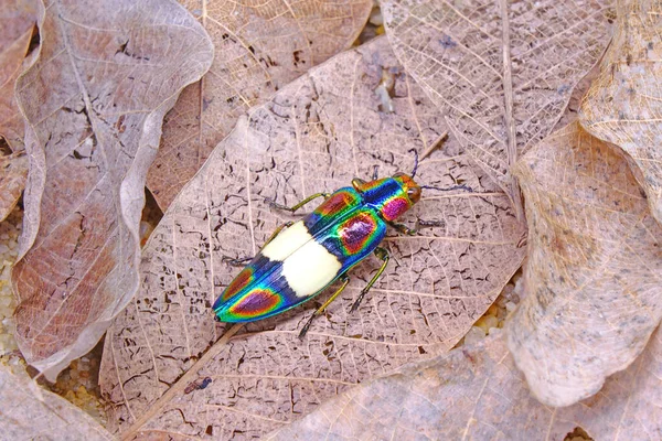 Rainbow Jewel Beetle Chrysochroa Fulgens Világ Legszínesebb Bogár Thaiföldről Délkelet — Stock Fotó