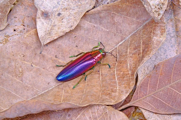 Jewel Beetle Chrysochroa Fulminans Nishiyamai One World Most Beautiful Beetle — Stockfoto