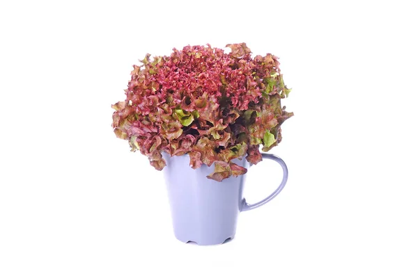 Fresh Red Coral Lettuce Ceramic Pot Isolated White Background — Foto Stock
