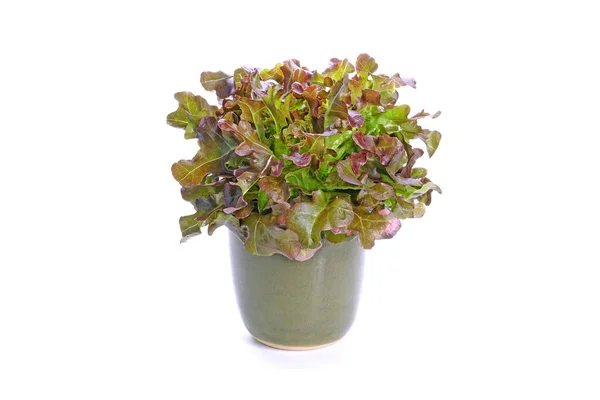 Fresh Red Coral Lettuce Ceramic Pot Isolated White Background — Stok Foto