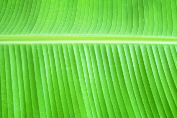 Fresh banana leaf for background