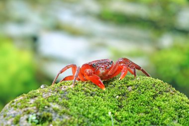 Red land crab (Phricotelphusa limula) One of world most beautiful fresh water crabs, native only in Phuket island, Thailand. Also known as Fire-Red crabs or waterfalls crab. Very rare