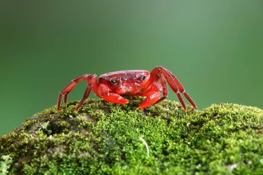 Red land crab (Phricotelphusa limula) One of world most beautiful fresh water crabs, native only in Phuket island, Thailand. Also known as Fire-Red crabs or waterfalls crab. Very rare
