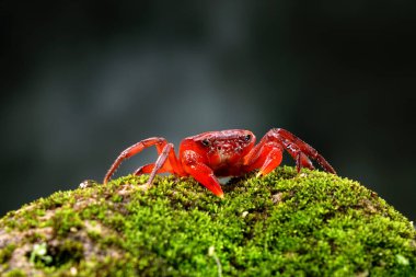 Red land crab (Phricotelphusa limula) One of world most beautiful fresh water crabs, native only in Phuket island, Thailand. Also known as Fire-Red crabs or waterfalls crab. Very rare