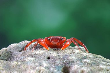 Red land crab (Phricotelphusa limula) One of world most beautiful fresh water crabs, native only in Phuket island, Thailand. Also known as Fire-Red crabs or waterfalls crab. Very rare