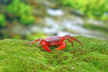 Red land crab (Phricotelphusa limula) One of world most beautiful fresh water crabs, native only in Phuket island, Thailand. Also known as Fire-Red crabs or waterfalls crab. Very rare