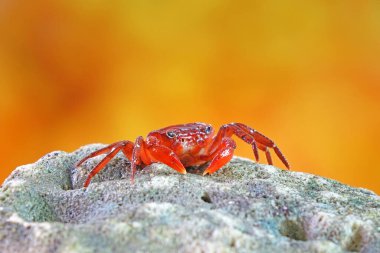 Red land crab (Phricotelphusa limula) One of world most beautiful fresh water crabs, native only in Phuket island, Thailand. Also known as Fire-Red crabs or waterfalls crab. Very rare