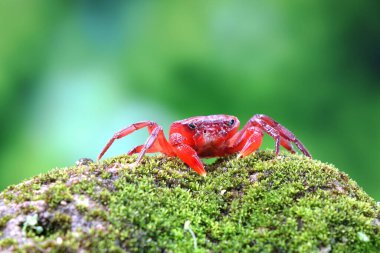Red land crab (Phricotelphusa limula) One of world most beautiful fresh water crabs, native only in Phuket island, Thailand. Also known as Fire-Red crabs or waterfalls crab. Very rare