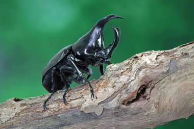 Siyam gergedanı (Xylotrupes gideon) ya da savaşçı böcek, Tayland 'da böcek savaşındaki rolüyle bilinir. Yeni Harika Evcil Hayvanlar Trend, Asya 'dan popüler egzotik hayvanlar.