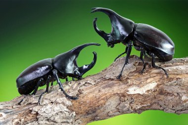 Siyam gergedanı (Xylotrupes gideon) ya da savaşçı böcek, Tayland 'da böcek savaşındaki rolüyle bilinir. Yeni Harika Evcil Hayvanlar Trend, Asya 'dan popüler egzotik hayvanlar.