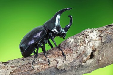 Siyam gergedanı (Xylotrupes gideon) ya da savaşçı böcek, Tayland 'da böcek savaşındaki rolüyle bilinir. Yeni Harika Evcil Hayvanlar Trend, Asya 'dan popüler egzotik hayvanlar.