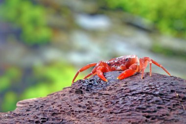 Red land crab (Phricotelphusa limula) One of world most beautiful fresh water crabs, native only in Phuket island, Thailand. Also known as Fire-Red crabs or waterfalls crab. Very rare