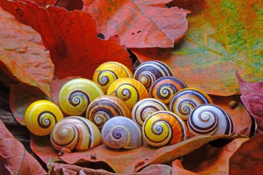 Cuban snails (Polymita picta) world's most beautiful snails from Cuba , its known as 
