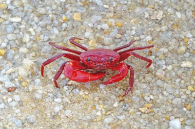 Red land crab (Phricotelphusa limula) One of world most beautiful fresh water crabs, native only in Phuket island, Thailand. Also known as Fire-Red crabs or waterfalls crab. Very rare