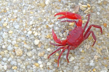 Red land crab (Phricotelphusa limula) One of world most beautiful fresh water crabs, native only in Phuket island, Thailand. Also known as Fire-Red crabs or waterfalls crab. Very rare